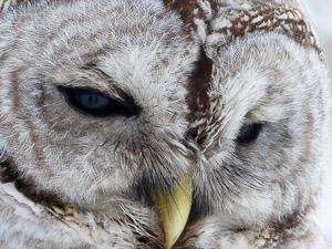 barred owl